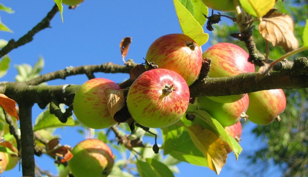 Hvornår Planter æbletræer? - havehygge.dk
