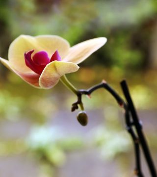 Hvor ofte skal man vande en orkidé?