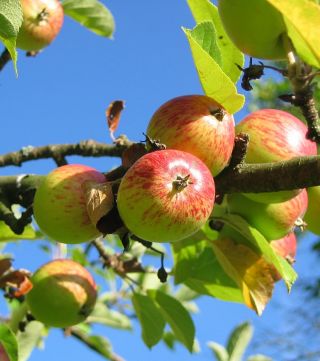 Hvornår planter man æbletræer?